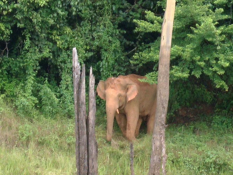 Belum Rainforest Resort Gerik Zewnętrze zdjęcie